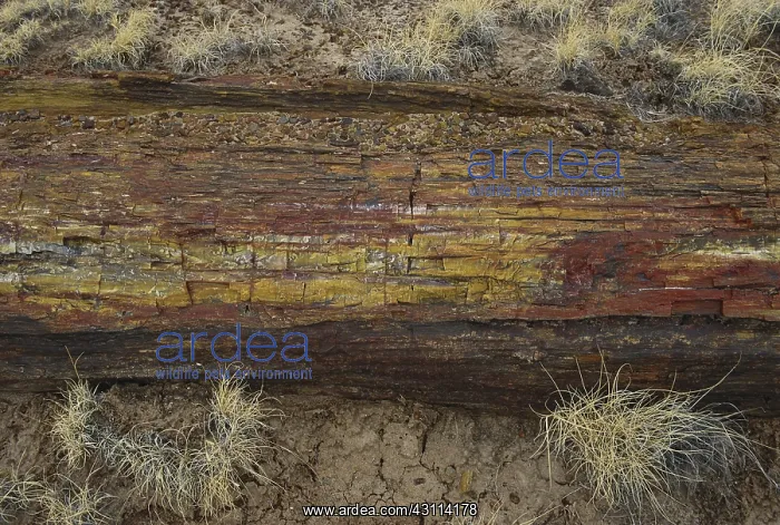 : Petrified Wood : Petrified Wood