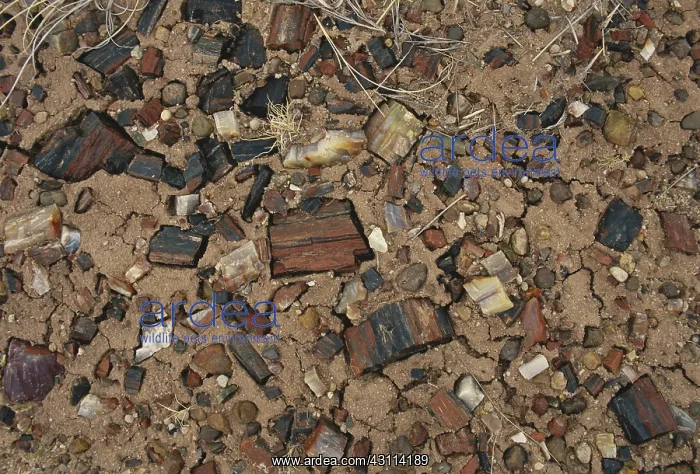 : Petrified Wood : Petrified Wood