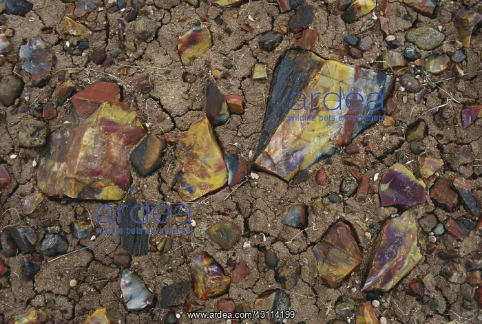 : Petrified Wood : Petrified Wood