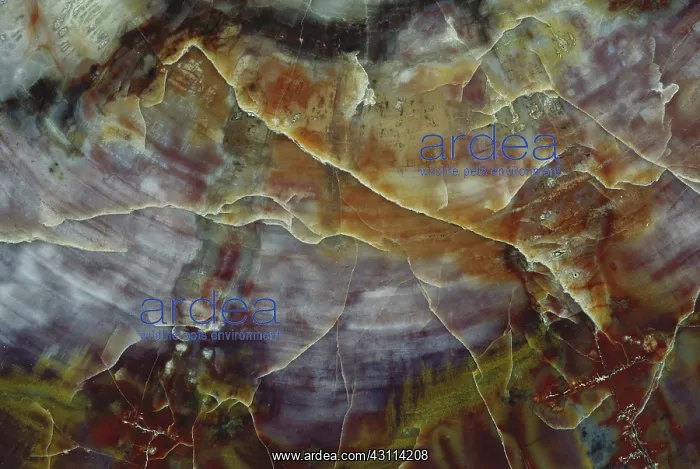: Petrified Wood : Petrified Wood