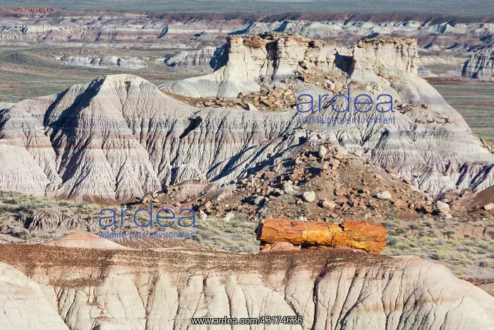 : Petrified wood, Badlands, Petrified Forest National : Petrified wood, Badlands, Petrified Forest National
