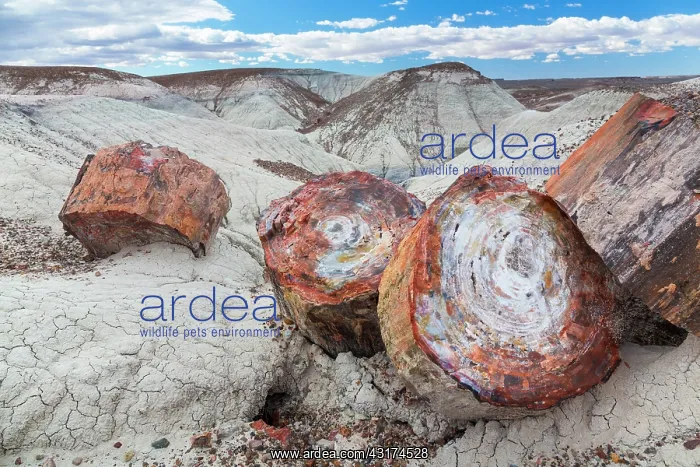 : Petrified wood, Petrified Forest National Park : Petrified wood, Petrified Forest National Park