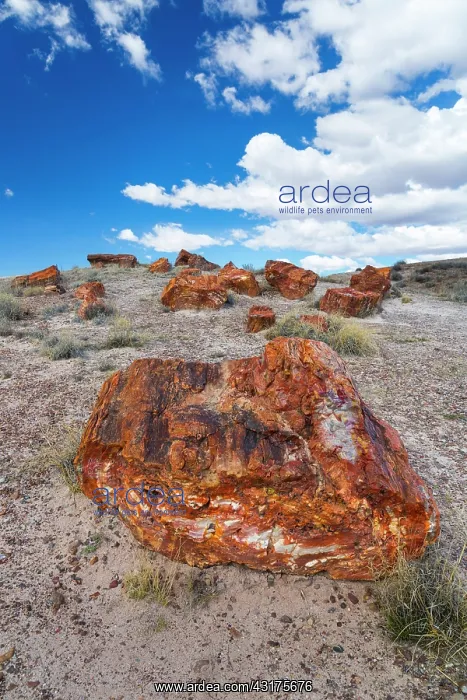 : Petrified wood, Petrified Forest National Park : Petrified wood, Petrified Forest National Park