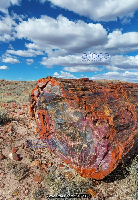 : Petrified wood, Petrified Forest National Park : Petrified wood, Petrified Forest National Park