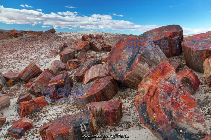  : Petrified wood, Petrified Forest National Park