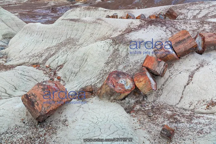 : Petrified wood, Petrified Forest National Park : Petrified wood, Petrified Forest National Park