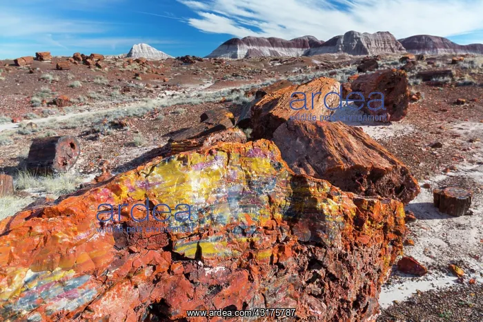 : Petrified wood, Petrified Forest National Park : Petrified wood, Petrified Forest National Park