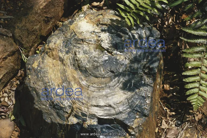 : Petrified Wood in South Africa : Petrified Wood in South Africa