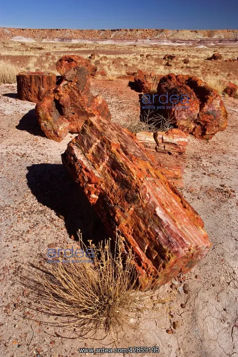 : Petrified Wood - tree trunks lying scattered in the badlands : Petrified Wood - tree trunks lying scattered in the badlands