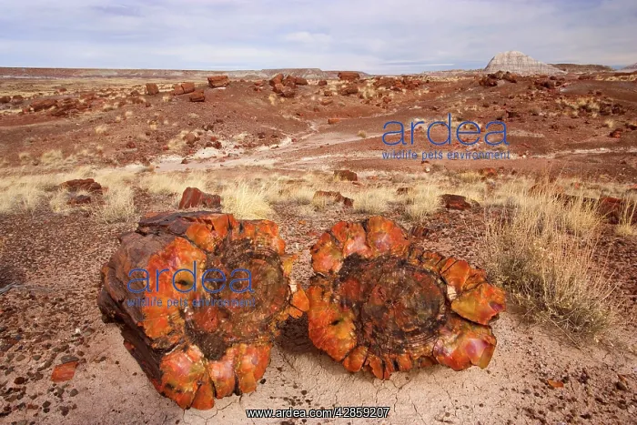 : Petrified Wood - tree trunks lying scattered in the badlands : Petrified Wood - tree trunks lying scattered in the badlands