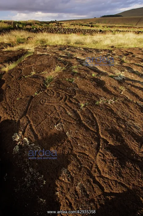: Petroglyph of Papa Tataku Poke, representing a : Petroglyph of Papa Tataku Poke, representing a