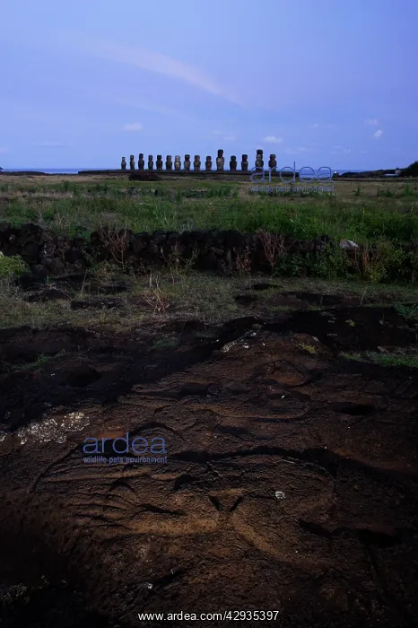 : Petroglyph of Papa Tataku Poke, representing a : Petroglyph of Papa Tataku Poke, representing a