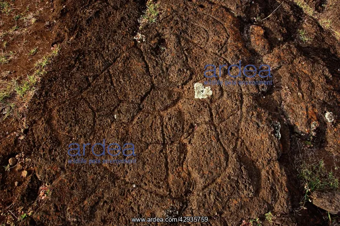 : Petroglyph of Papa Tataku Poke, representing a : Petroglyph of Papa Tataku Poke, representing a