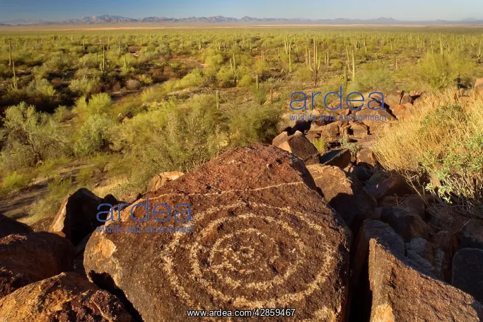: Petroglyphs in desert - ancient Petroglyphs and : Petroglyphs in desert - ancient Petroglyphs and