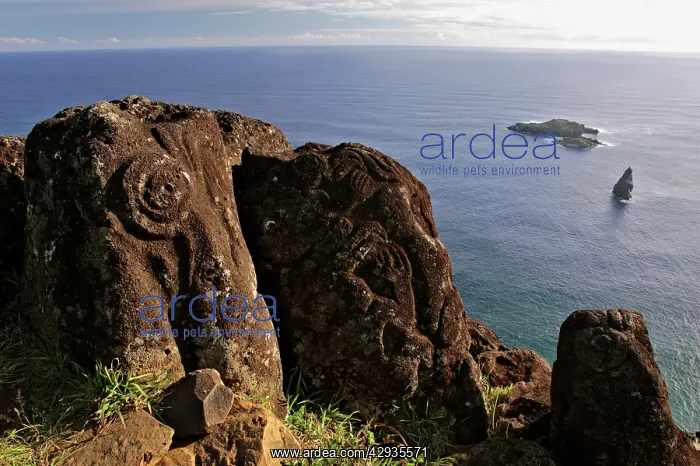 : Petroglyphs at Mata Ngarau, on ridge between a : Petroglyphs at Mata Ngarau, on ridge between a