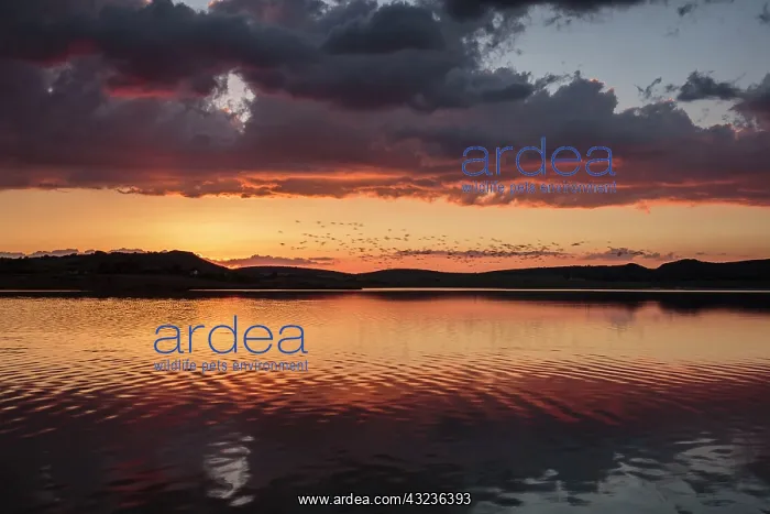 : Petrola Lagoon with flock of Flamingos in flight : Petrola Lagoon with flock of Flamingos in flight