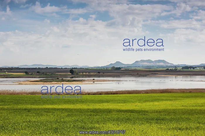 : Petrola Lagoon with wheat fields and Flamingos : Petrola Lagoon with wheat fields and Flamingos