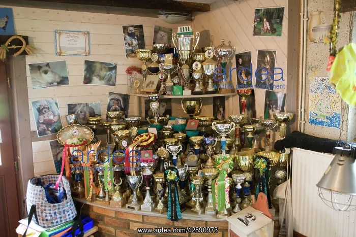 : Pets - trophies & prizes from dog & cat competitions : Pets - trophies & prizes from dog & cat competitions