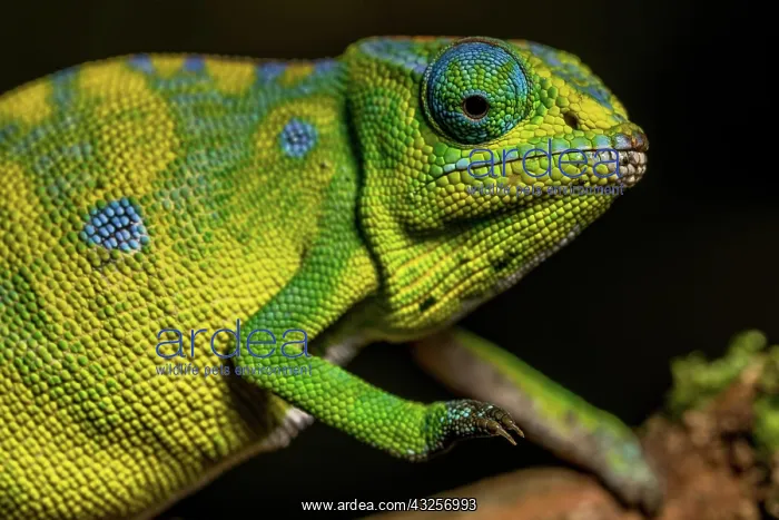 : Petters petter's chameleon (Furcifer petteri), Montagne : Petters petter's chameleon (Furcifer petteri), Montagne