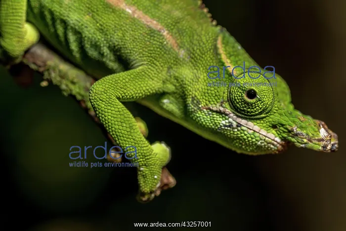 : Petters petter's chameleon (Furcifer petteri), Montagne : Petters petter's chameleon (Furcifer petteri), Montagne