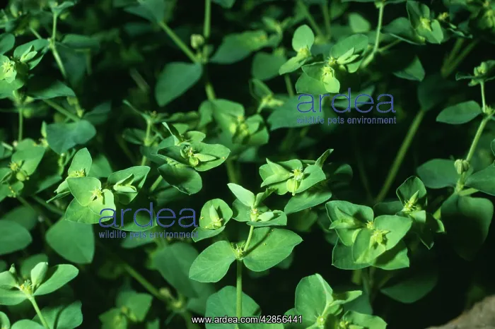: Petty SPURGE : Petty SPURGE
