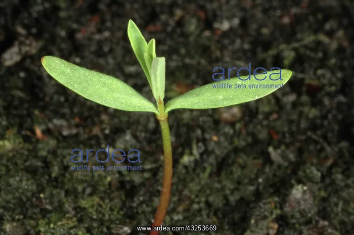 : Petty spurge seedling : Petty spurge seedling