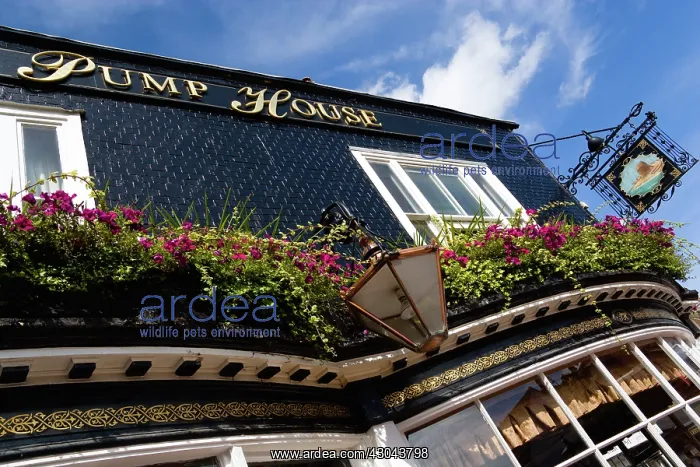 : Petunia. England, East Sussex, Brighton, The Lanes : Petunia. England, East Sussex, Brighton, The Lanes