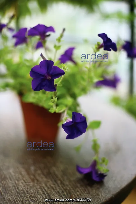 : Petunia : Petunia