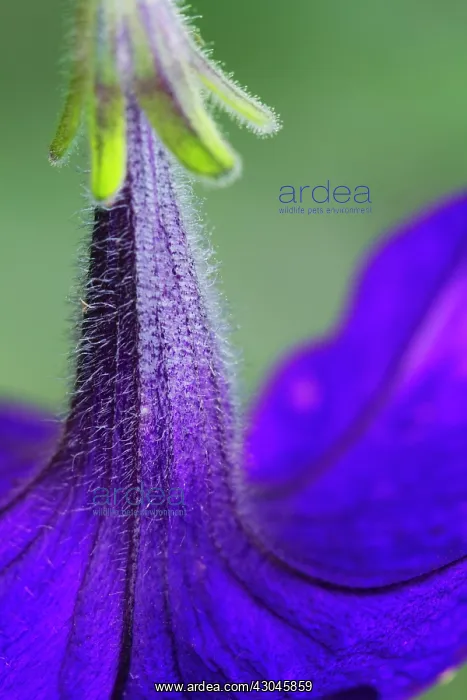 : Petunia. Petunia : Petunia. Petunia