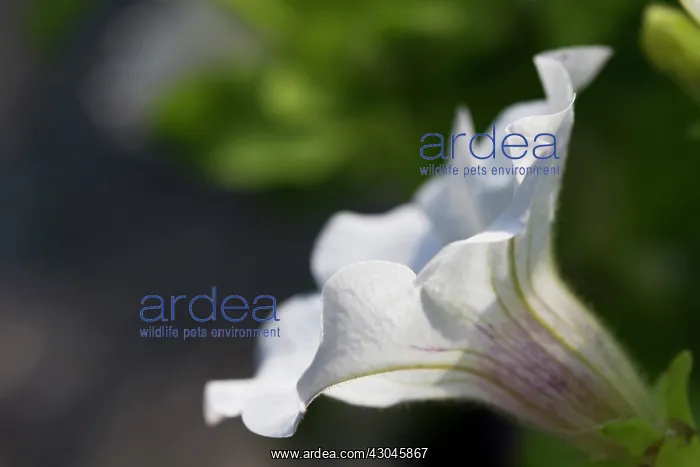 : Petunia, Petunia surfinia series : Petunia, Petunia surfinia series