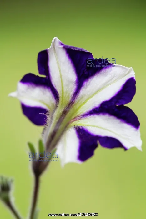 : Petunia. Petunia : Petunia. Petunia