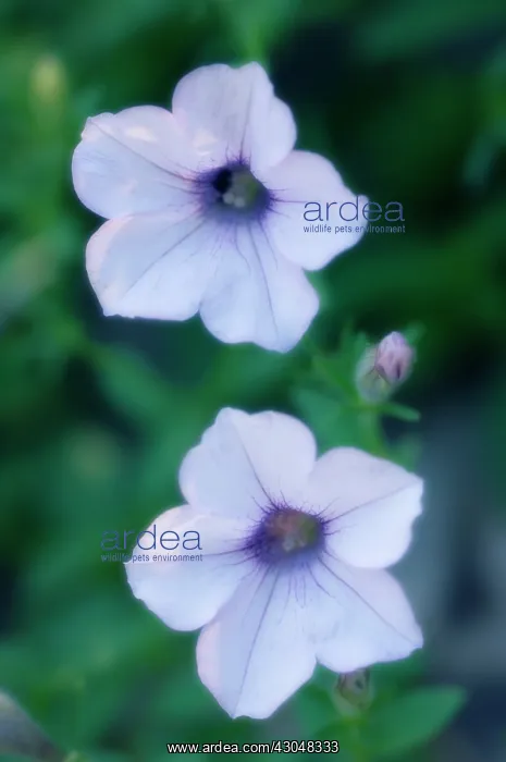 : Petunia, Petunia grandiflora : Petunia, Petunia grandiflora