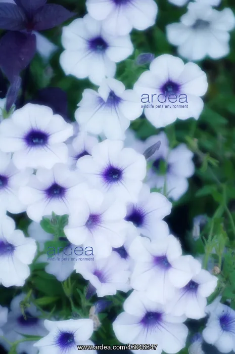: Petunia, Petunia grandiflora : Petunia, Petunia grandiflora