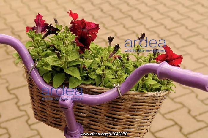 : Petunia. Petunia : Petunia. Petunia