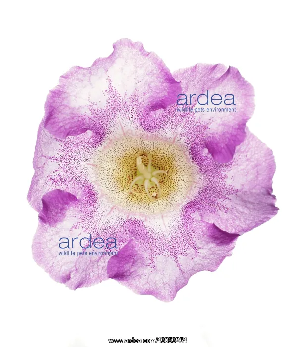 : Petunia : Petunia
