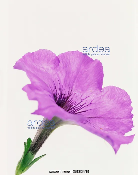 : Petunia. Petunia : Petunia. Petunia