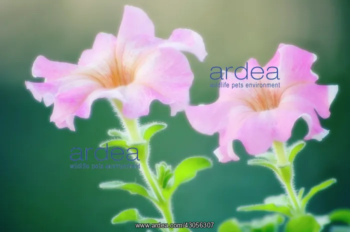 : Petunia, Petunia : Petunia, Petunia