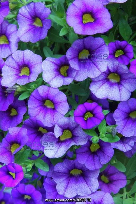 : Petunia : Petunia