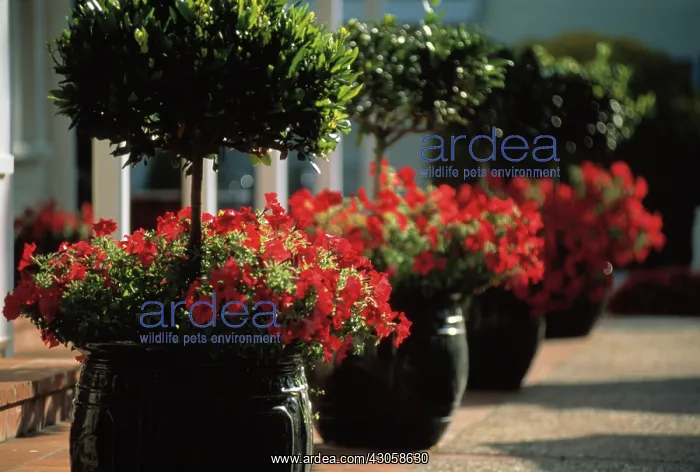 : Petunia & Bay tree : Petunia & Bay tree