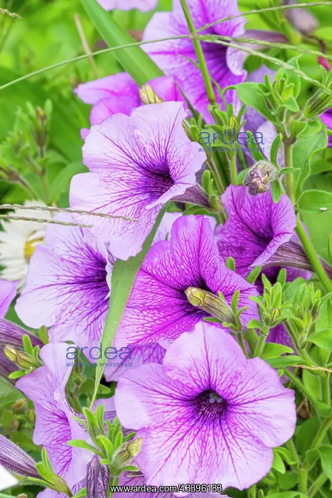 : Petunia, Petunia hedgiflora Easy Wave Plum Vein, flowers : Petunia, Petunia hedgiflora Easy Wave Plum Vein, flowers