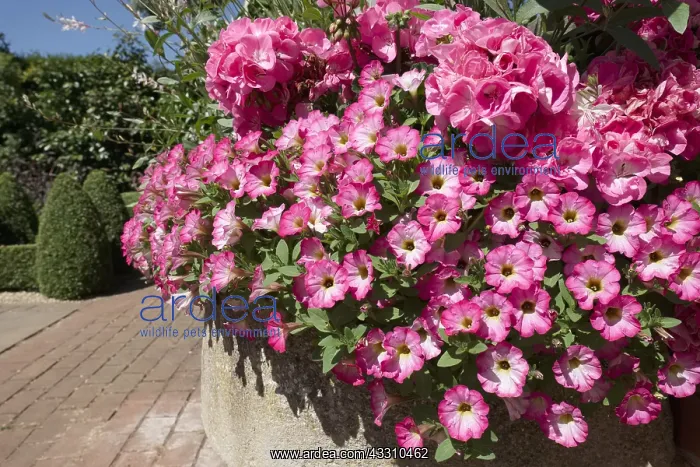 : Petunia Surfinia Coral Morn in stone tub - Norfolk : Petunia Surfinia Coral Morn in stone tub - Norfolk