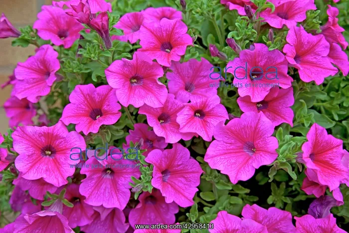 : Petunias - in garden : Petunias - in garden