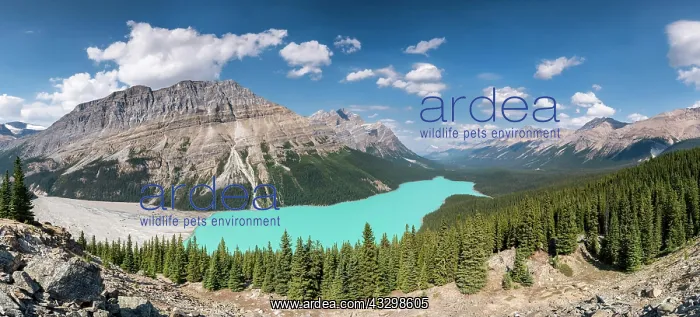 : Peyto Lake, Banff National Park, Canadian Rocky : Peyto Lake, Banff National Park, Canadian Rocky