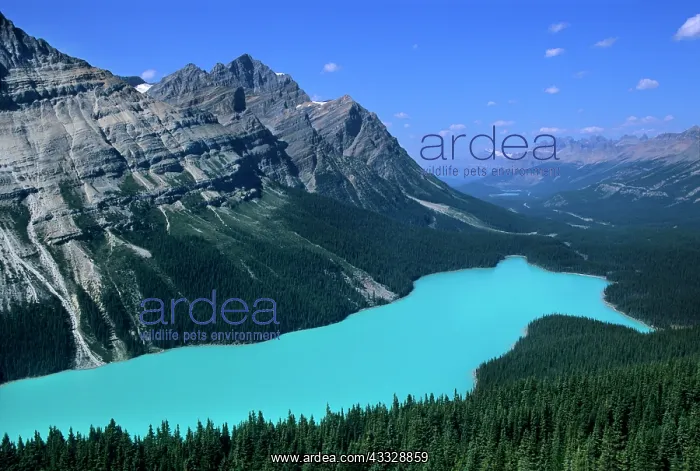  : Peyto Lake viewed from near Bow Pass along
