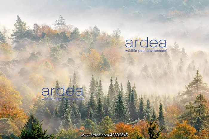 : Pf&, x4b3a;er Wald, Fog, Autumn, Palatinate, Rhineland-Palati : Pf&, x4b3a;er Wald, Fog, Autumn, Palatinate, Rhineland-Palati
