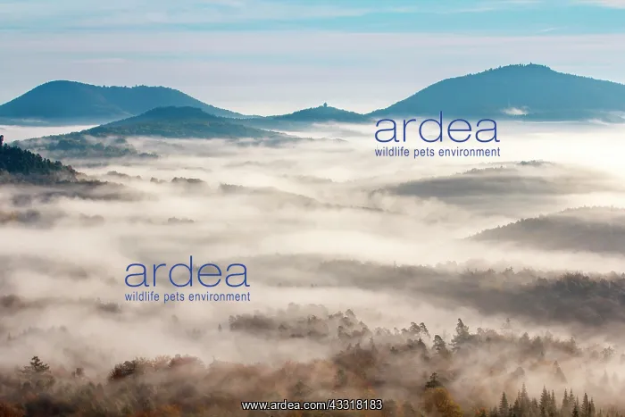 : Pf&, x4b3a;er Wald, Fog, Sunrise, Palatinate, Rhineland-Palat : Pf&, x4b3a;er Wald, Fog, Sunrise, Palatinate, Rhineland-Palat