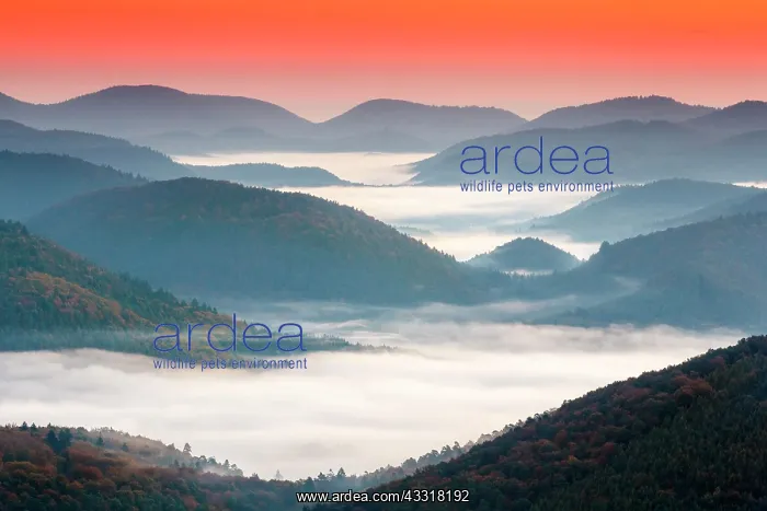 : Pf&, x4b3a;er Wald, Fog, Sunrise, Palatinate, Rhineland-Palat : Pf&, x4b3a;er Wald, Fog, Sunrise, Palatinate, Rhineland-Palat