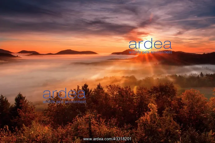 : Pf&, x4b3a;er Wald, Fog, Sunrise, Palatinate, Rhineland-Palat : Pf&, x4b3a;er Wald, Fog, Sunrise, Palatinate, Rhineland-Palat