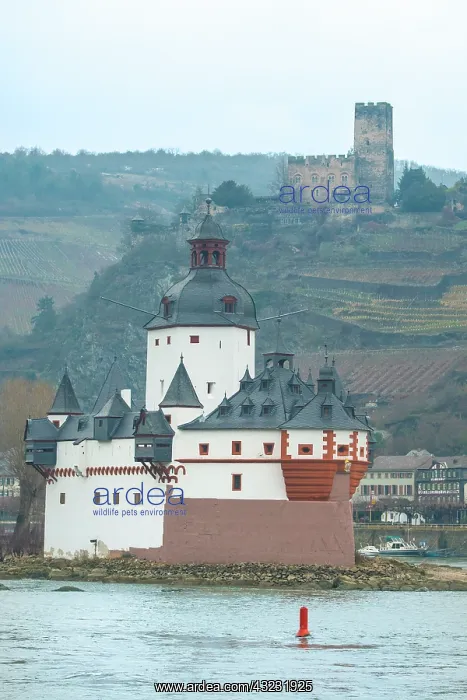 : Pfalzgrafenstein Castle on Falkenau Island : Pfalzgrafenstein Castle on Falkenau Island