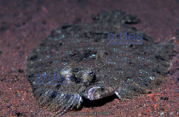 : Pfauen Butt (Pseudochromis steenei), Bali, Indopazifik : Pfauen Butt (Pseudochromis steenei), Bali, Indopazifik